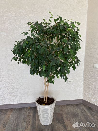Фикус бенджамина