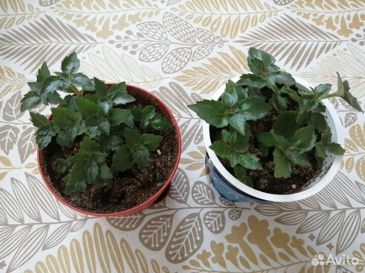 Хлорофитум кудрявый