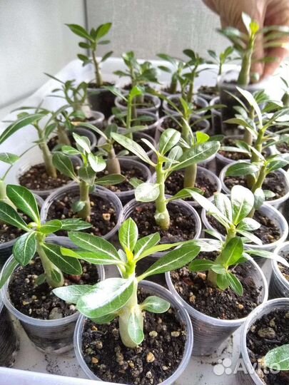 Адениум микс