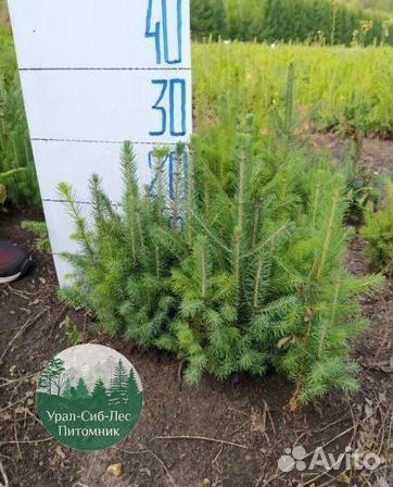 Зкс Сосна сеянцы Ели Лиственницы окс Голуб Горная