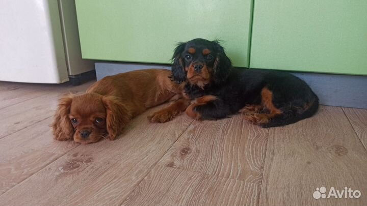 Кавалерчики