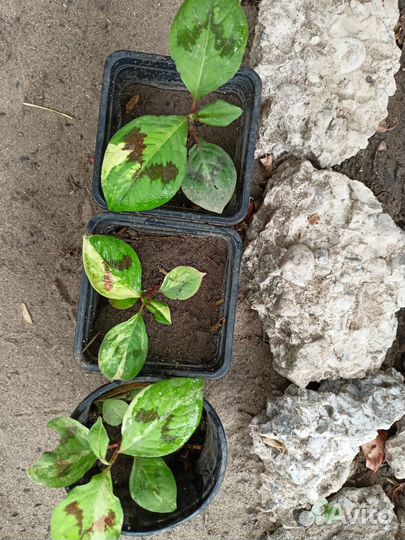 Красивые кустарники. Барвинок. Горец