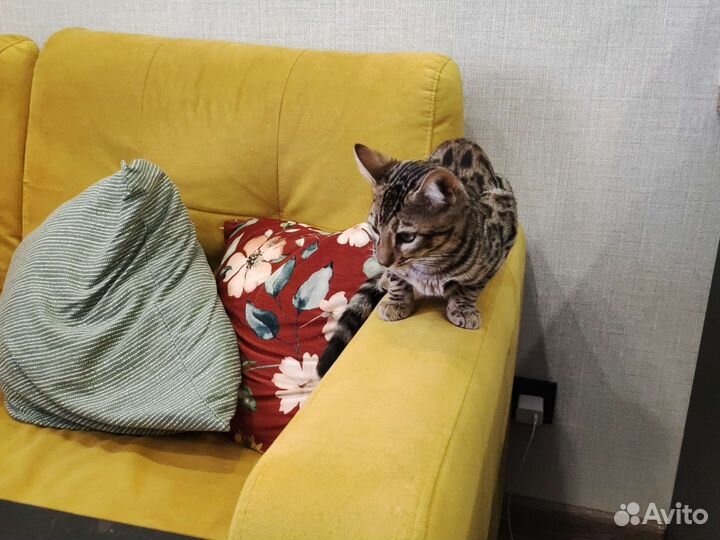 Передержка кошек/котов