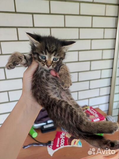 2 трёхцветные пушистые кошечки и 2 кота