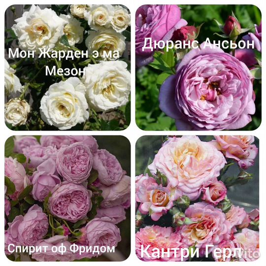 Саженцы роз