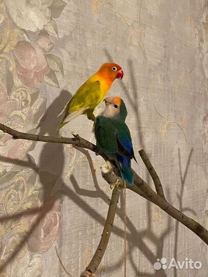 Пара попугаев с клеткой и гнездом