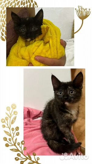 Котенок 2,5 месяцев