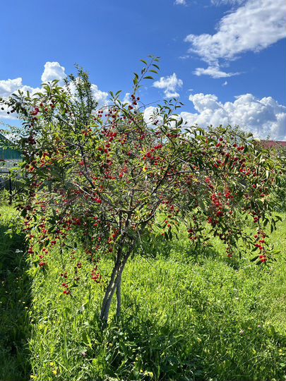 Дом 60 м² на участке 15 сот.