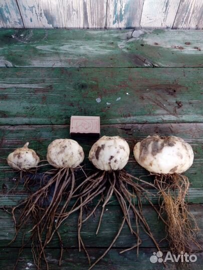 Рябчик луковицы