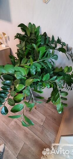 Замиокулькас огромный