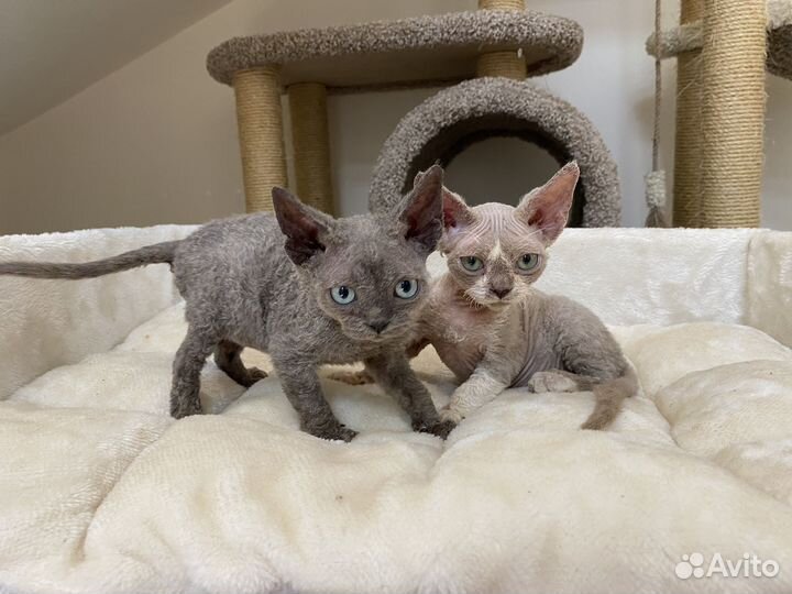Девон-рекс голубой и лиловый