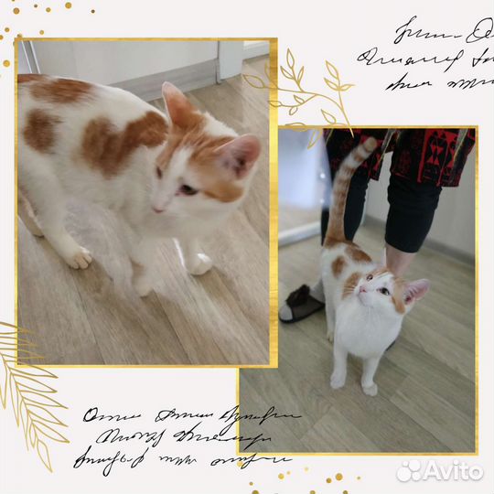 Котенок в добрые руки