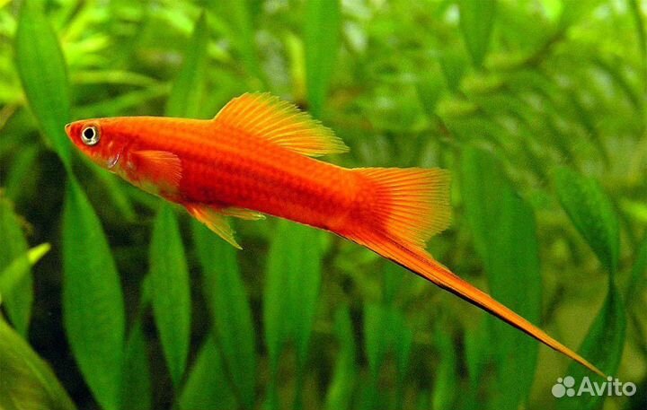 Аквариумные рыбки - меченосец