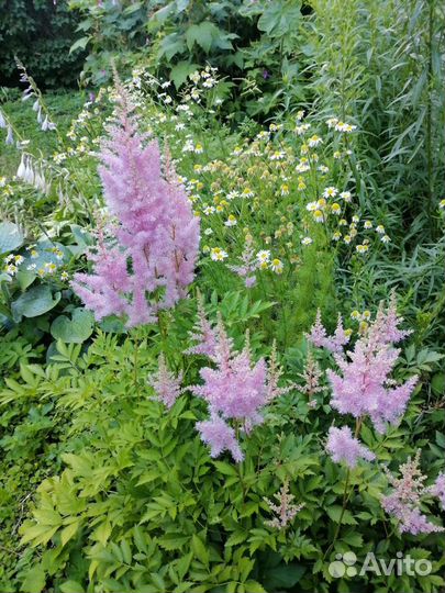 Гортензия, форзиция, астильбы, флоксы