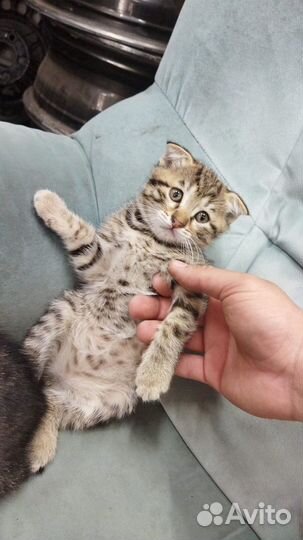 Котята