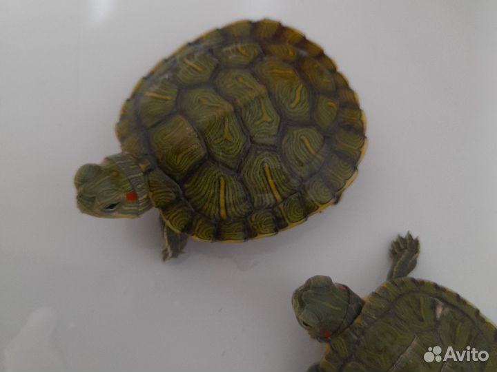 Красноухая черепаха