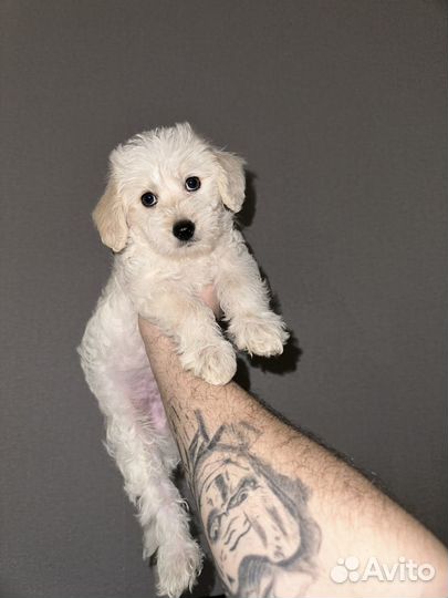 Малыш мальтипу 2 месяца