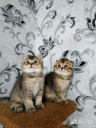 Шотландская Вислоухая Золотая Шиншила