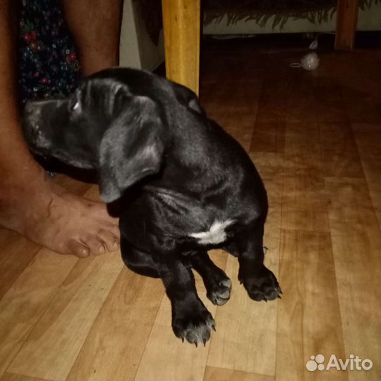Собака в добрые руки