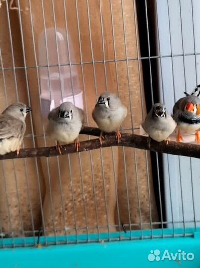 Зебровые амадины