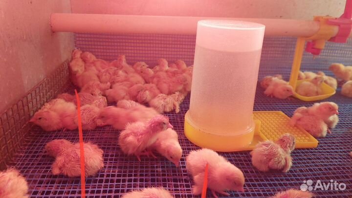 Перепела/инкуб.яйцо