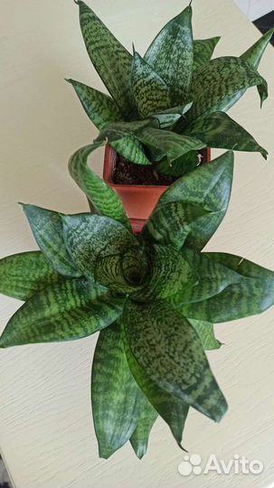 Сансевиерия