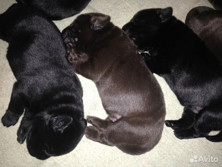 Лабрадор Ретривер