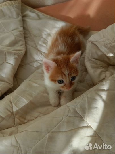 Котятки в добрые руки