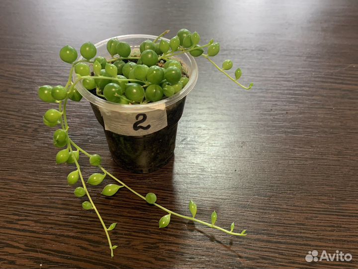 Крестовник роули