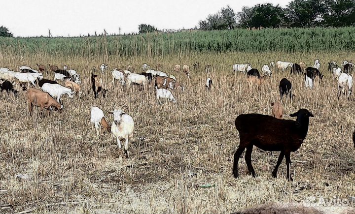 Козы козлы кастраты бараны на мясо