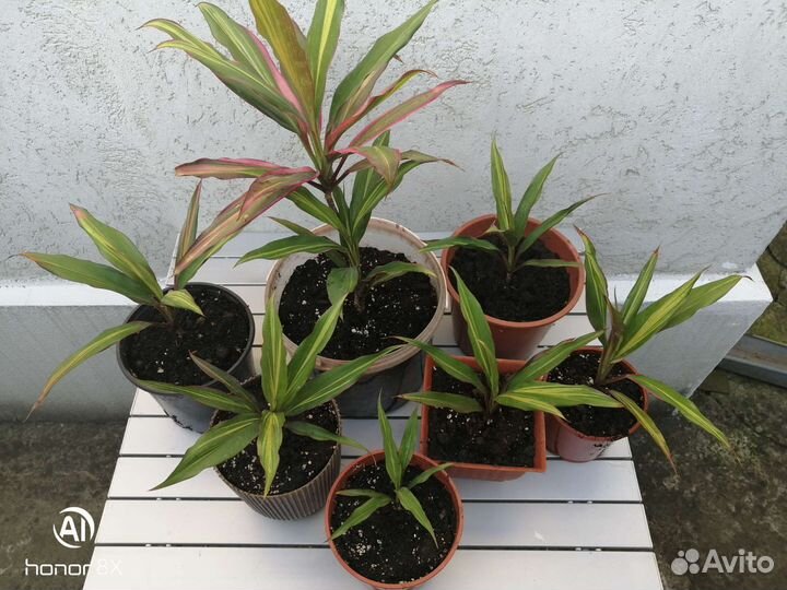 Кордилина киви комнатное растение