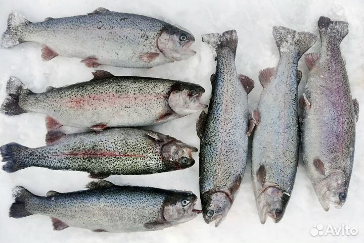 Продаю форель радужную