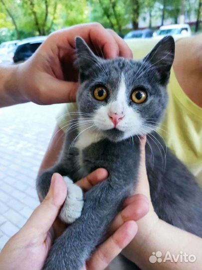 Котёнка выбросили на улицу