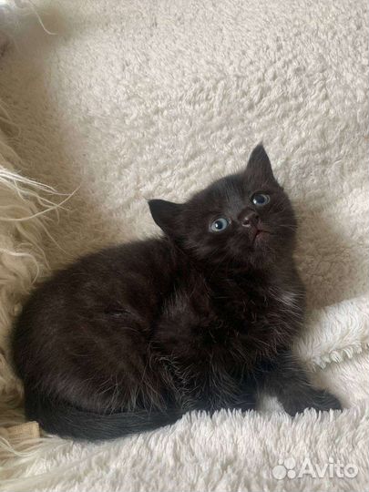 Котятки бесплатно