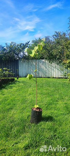 Саженцы без посредников Кедр,пихта,лиственница