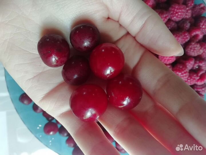 Вишня 3 вида