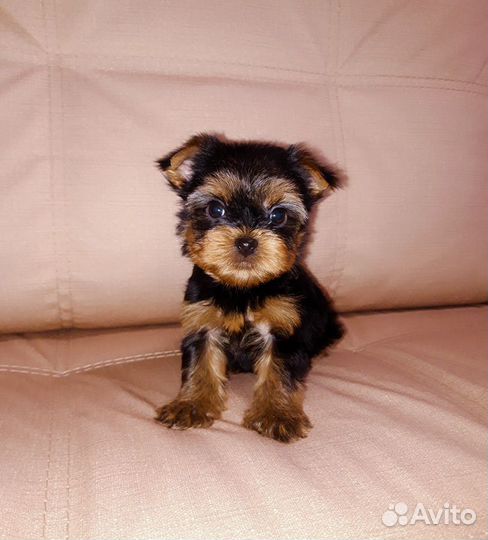 Йоркширский терьер 2мес