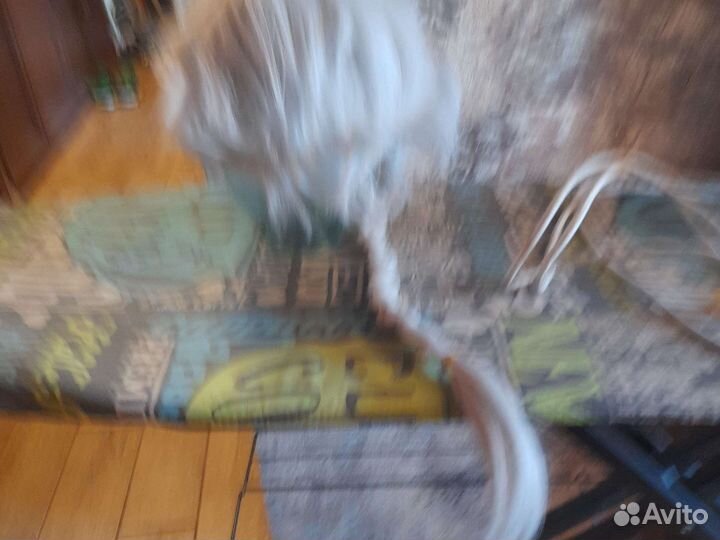 Парик Гоголь