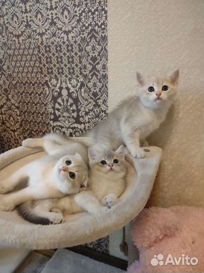 Шотландские прямоухие котята шиншиллы