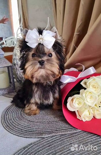 Микро мини йорк мальчик