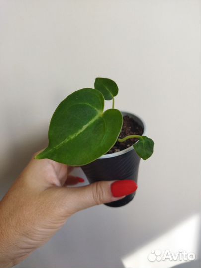 Антуриум сильвер блаш детки