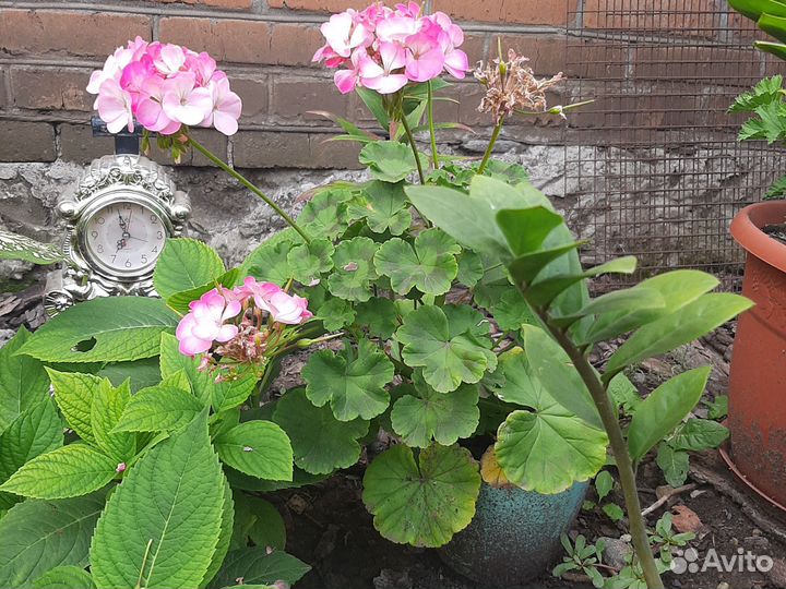 Пеларгония