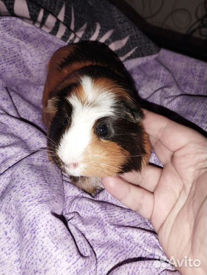 Морская свинка девочка вязка
