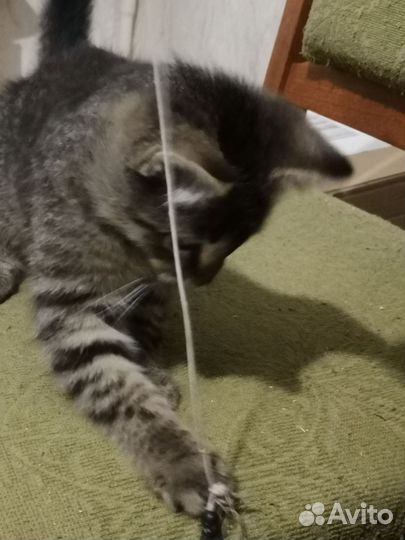 Котенок ищет дом