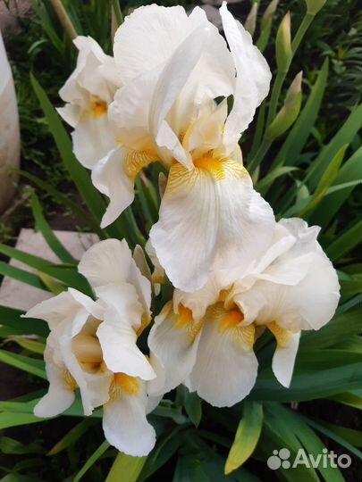 Многолетние цветы