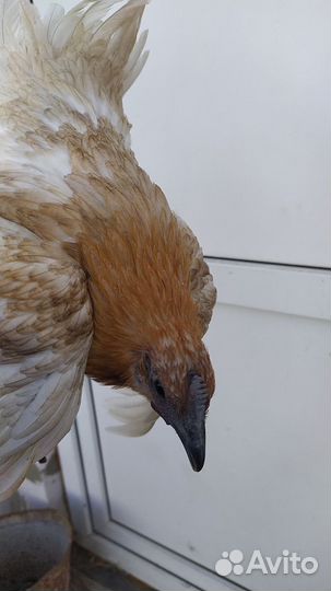 Люйкеданьцзи, лакеданзи, ухейилюй