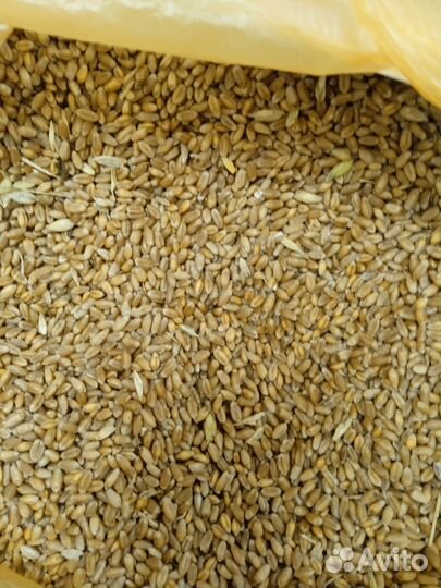 Пшеница, ячмень, горох, реализация