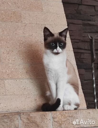 Кошечка Сноу Шу