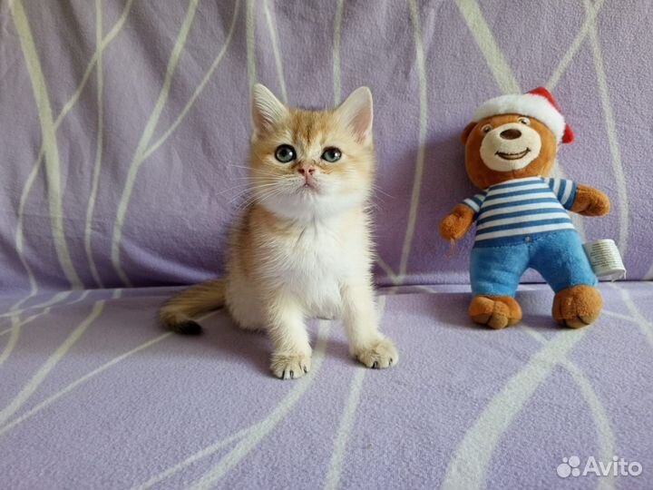Золотые котики