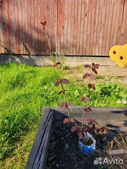 Лещина краснолистная (фундук)